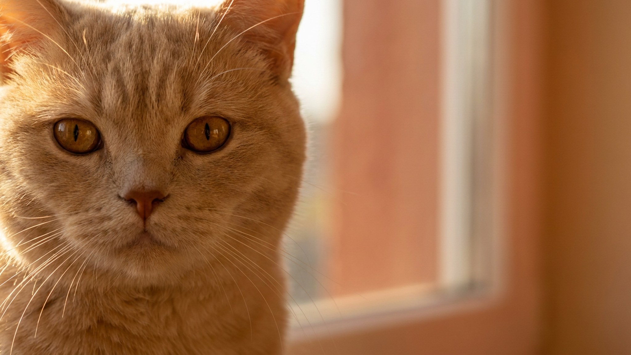 Британская длинношёрстная кошка голубого окраса с плюшевой полудлинной шерстью и круглыми оранжевыми глазами лежит на пледе