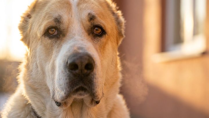 Алабай дома: 4 вещи, которые решают всё до года