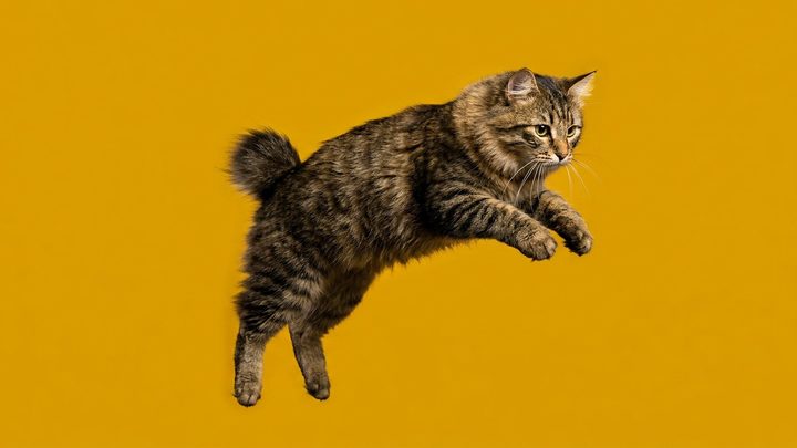 Американский бобтейл: кошка, которая ведёт себя как собака