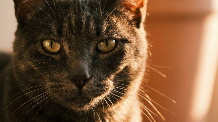 Бомбейская кошка: характер домашней мини-пантеры, которая выбирает одного