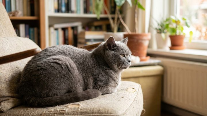 Британская короткошёрстная: 6 особенностей характера и быта