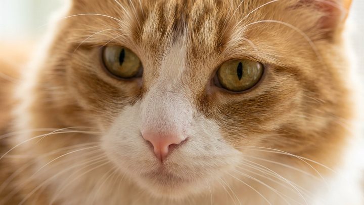 Почему кошки боятся воды: и почему некоторые её обожают