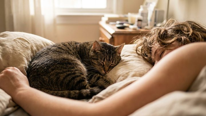 Кошка спит у головы хозяина: 5 причин и где ей будет лучше