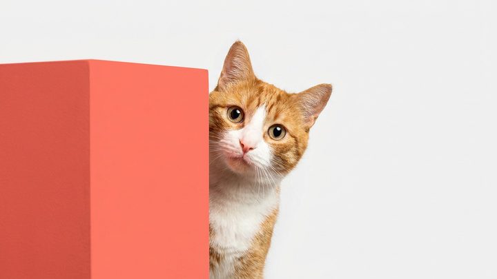 Кошка прячется от гостей: 5 причин и как помочь