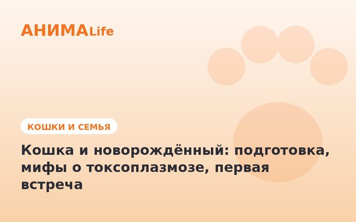 Кошка и новорождённый: подготовка, мифы о токсоплазмозе, первая встреча