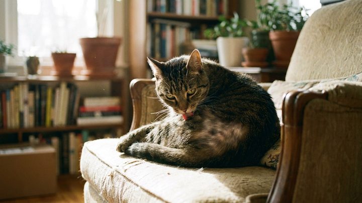 Кошка вылизала залысины на животе и боках: психогенная алопеция и не только
