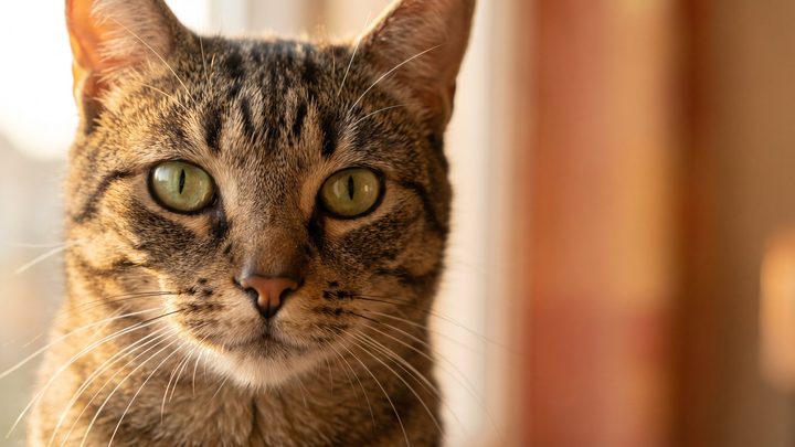 Кошка полнеет: 5 признаков, заметных дома, и что реально помогает