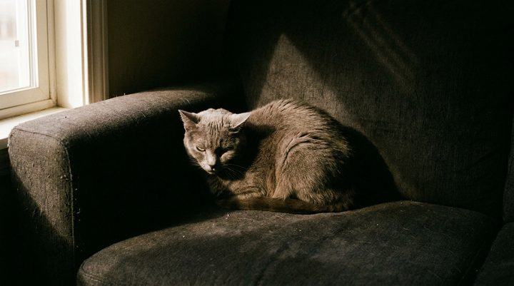 Признаки боли у кошки: 9 сигналов, которые легко не заметить