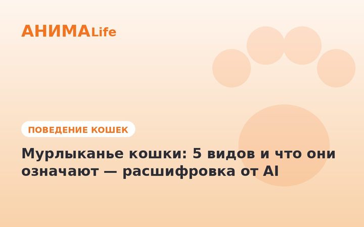 Мурлыканье кошки: 5 видов и что они означают — расшифровка от AI