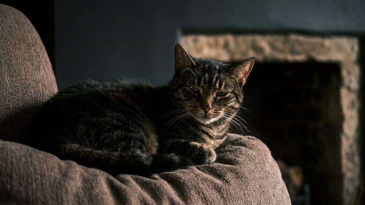 Кошка спит в раковине: 4 причины и когда стоит присмотреться