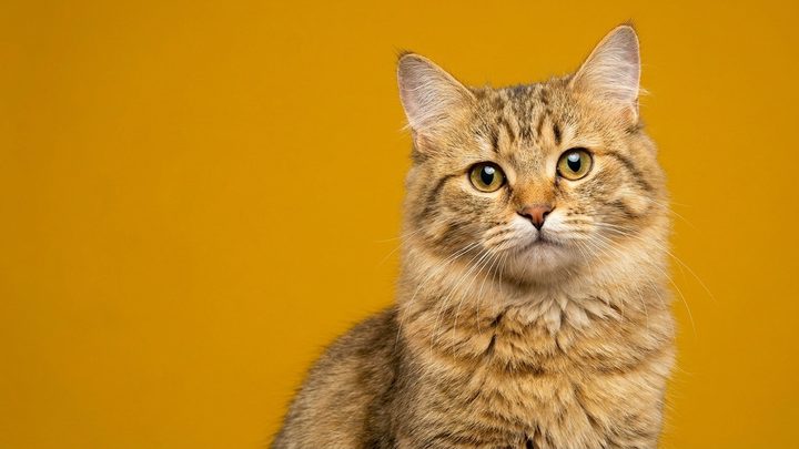 Кошка спит, спрятав нос в лапу: норма, терморегуляция или сигнал о холоде
