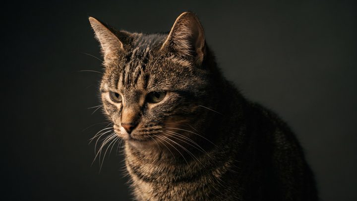 Кошка чихает: когда это пыль, а когда к врачу