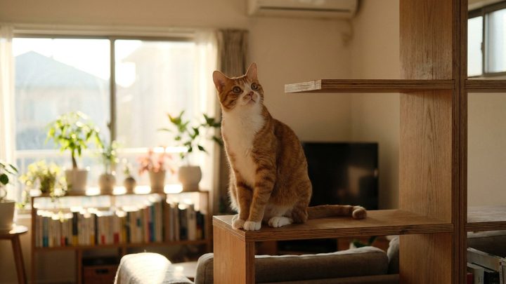 Вертикальная территория для кошки: 4 уровня которые меняют поведение