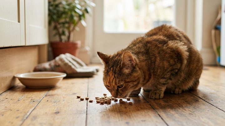 Кошка ест с пола, а не из миски: что такое whisker fatigue и как это исправить