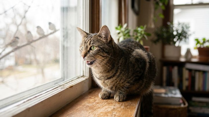 Кошка стрёкочет на птиц у окна: что это значит и зачем это нужно