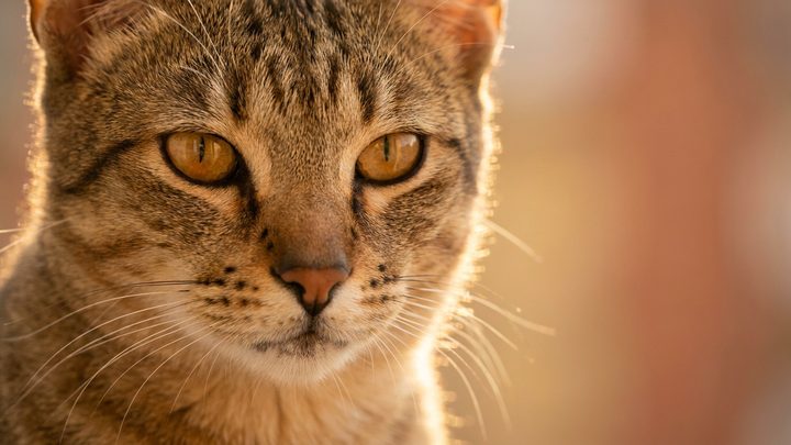 Чаузи: кошка с повадками мини-пумы, которую скучать нельзя
