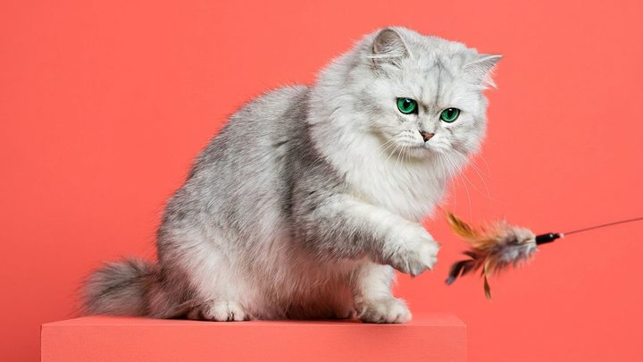 Персидская шиншилла: серебристая кошка с характером, которого не ждёшь