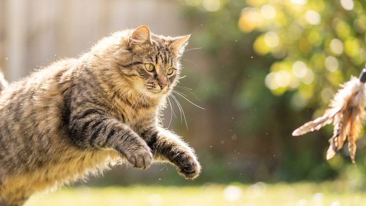 Котон-де-тулеар: шерсть-хлопок, которая не линяет — но есть нюанс