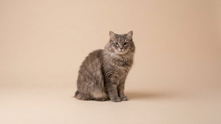 Кимрик (Cymric): плюшевый бесхвостый кот — характер и уход за шерстью