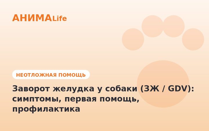 Заворот желудка у собаки (ЗЖ / GDV): симптомы, первая помощь, профилактика