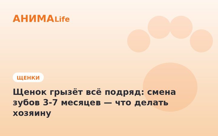 Щенок грызёт всё подряд: смена зубов 3-7 месяцев — что делать хозяину