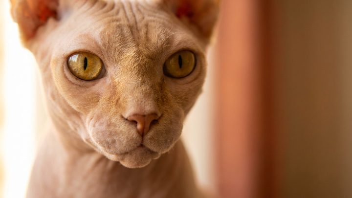 Донской сфинкс: почему этот кот не даёт вам жить в одиночестве