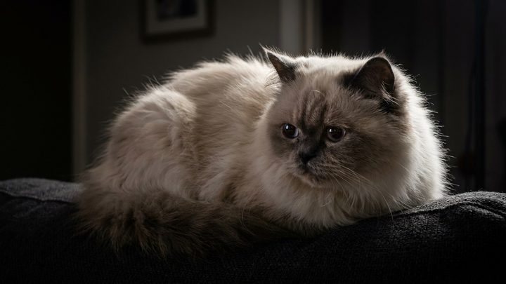 Гималайская кошка: сиамский окрас, персидский нрав и уход, о котором молчат