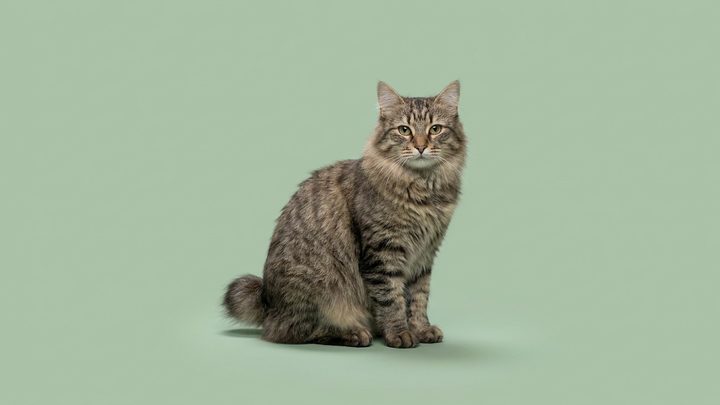 Японский бобтейл: кошка, с которой рисуют талисман удачи