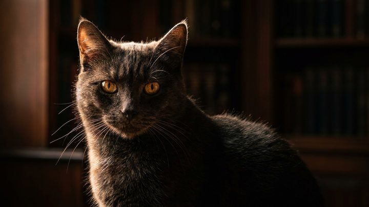 Яванская кошка: почему её нельзя оставлять в тишине