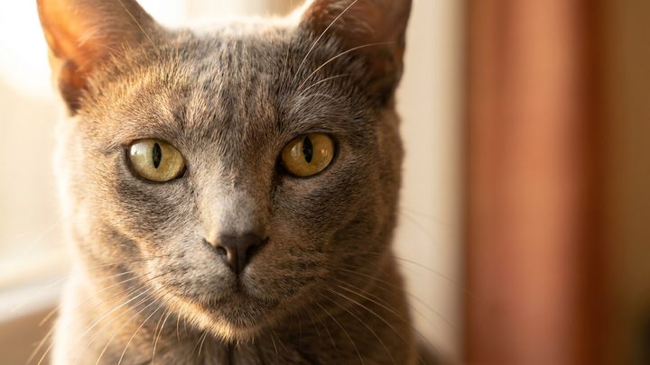 Корат: серебристая кошка удачи — характер и уход