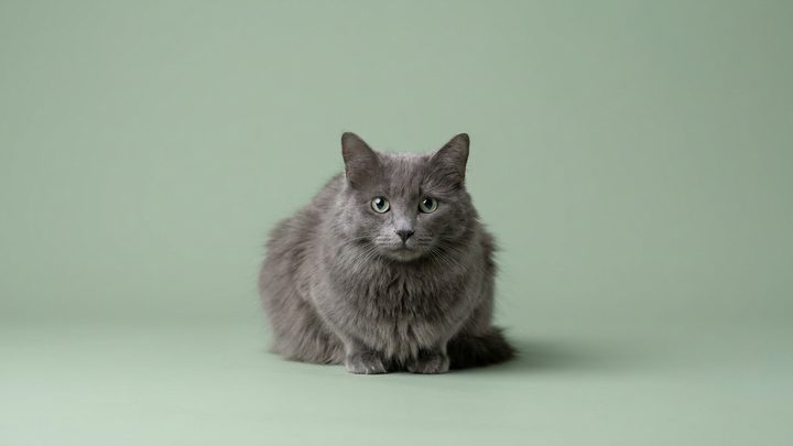 Небелунг: застенчивая голубая кошка, которая выбирает одного
