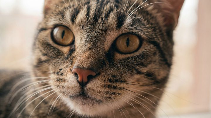 7 вещей, которые питомцы проглатывают чаще всего — и как закрыть доступ