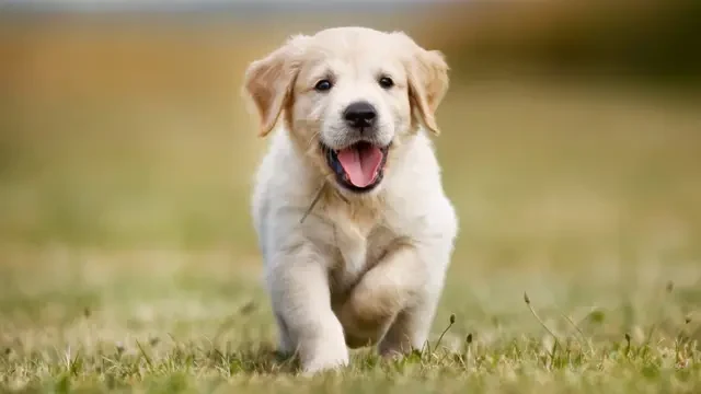 Любимый момент: щенок на прогулке